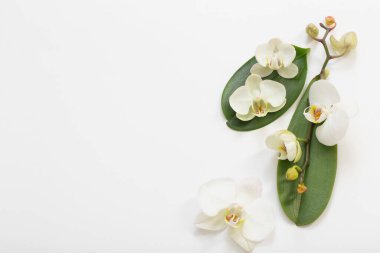 beyaz zemin üzerine beyaz orkide çiçek
