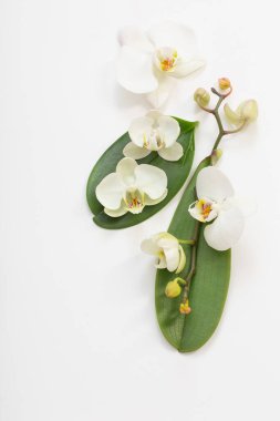 beyaz zemin üzerine beyaz orkide çiçek