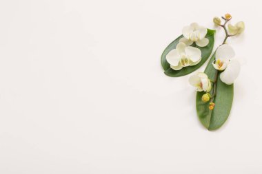 beyaz zemin üzerine beyaz orkide çiçek