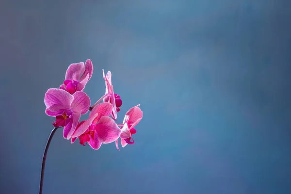 Vackra Orkidé Blommor Blå Bakgrund — Stockfoto