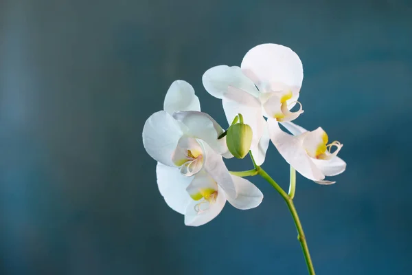 Bellissimi Fiori Orchidea Sfondo Blu — Foto Stock