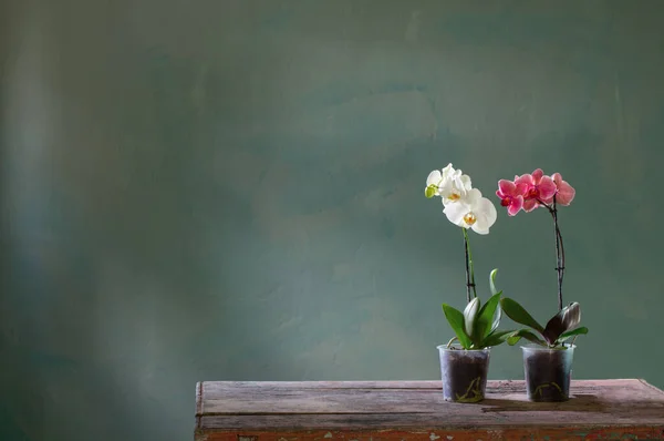 Ορχιδέα Λουλούδια Κατσαρόλα Παλιό Ξύλινο Τραπέζι — Φωτογραφία Αρχείου