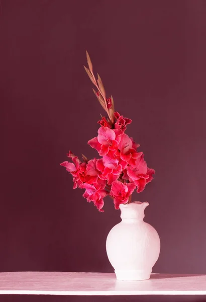 Magenta Gladiolus White Vase Background Dark Wall — Stock Photo, Image