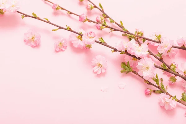 Ветви Цветущего Миндаля Розовом Фоне — стоковое фото