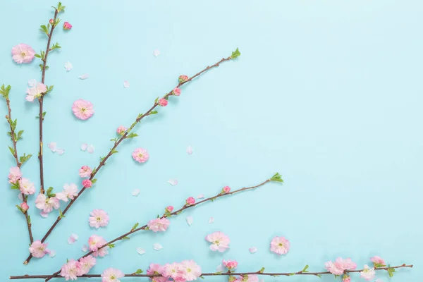 Гілки Квітучого Мигдалю Синьому Фоні — стокове фото