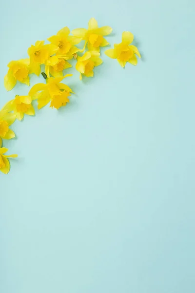 Κίτρινα Λουλούδια Ασφόδελων Μπλε Φόντο — Φωτογραφία Αρχείου