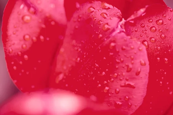 Mooie Tulpen Bloemen Kleur Van Jaar 2023 — Stockfoto