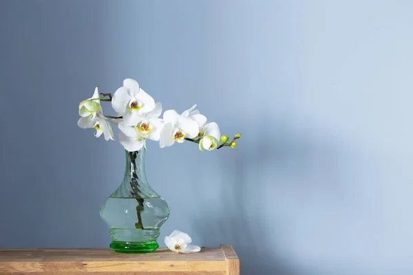 Белая Орхидея Винтажной Стеклянной Вазе Деревянной Полке Задней Стене — стоковое фото