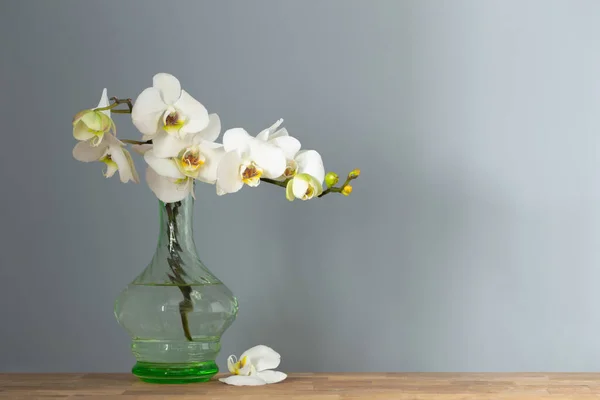 Beyaz Orkide Arka Plandaki Ahşap Rafta Duran Klasik Cam Vazoda — Stok fotoğraf