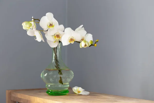 Biała Orchidea Zabytkowym Szklanym Wazonie Drewnianej Półce Ścianie Tła — Zdjęcie stockowe