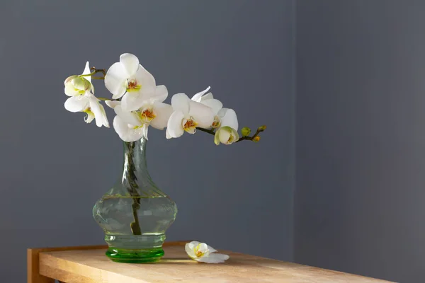 Orquídea Blanca Jarrón Cristal Vintage Estante Madera Pared Fondo — Foto de Stock