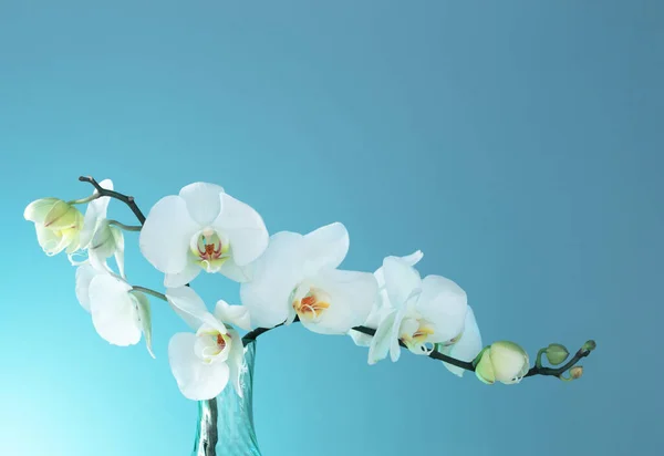 Monte Orquídea Branca Fundo Azul — Fotografia de Stock