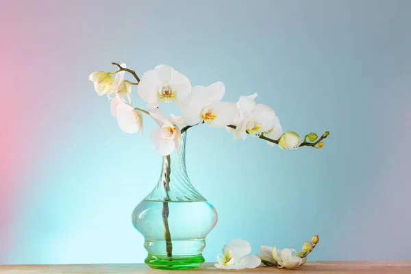 Weiße Orchidee Vintage Glasvase Auf Holzregal Hintergrundwand — Stockfoto