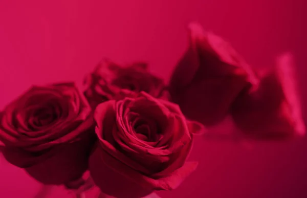 Rosas Rosadas Sobre Fondo Púrpura Cerca Color Del Año 2023 — Foto de Stock