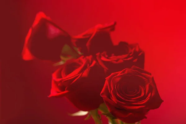 Красные Розы Красном Фоне — стоковое фото