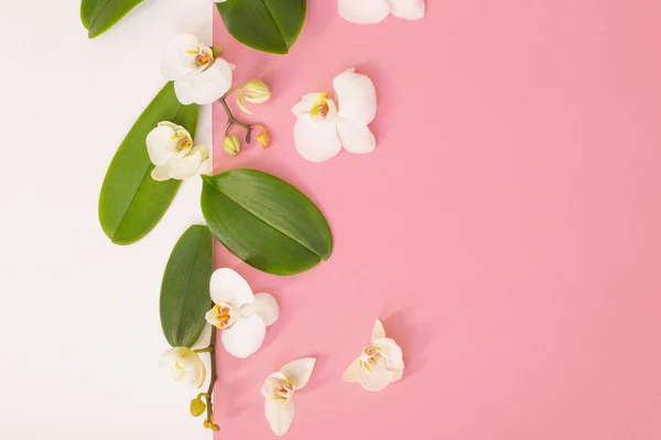 ピンク地に白い蘭の花を咲かせ — ストック写真