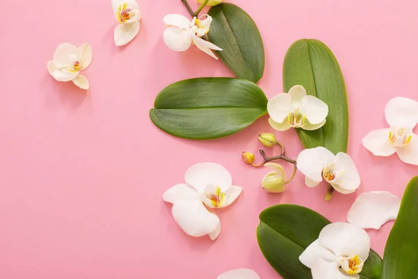 Vit Orkidé Blommor Rosa Ackground — Stockfoto