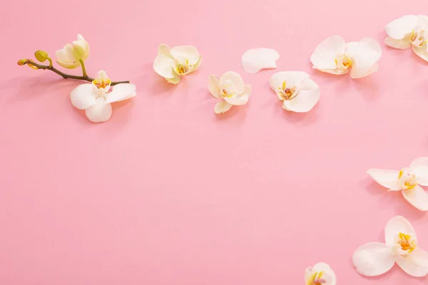 Białe Kwiaty Storczyki Różowy Ackground — Zdjęcie stockowe