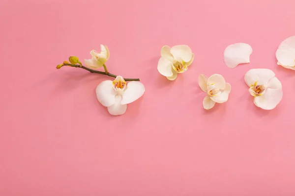 Flores Brancas Orchid Ackground Rosa — Fotografia de Stock