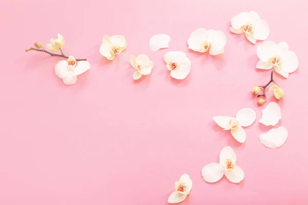 Fehér Orchidea Virágok Rózsaszín Ackground — Stock Fotó