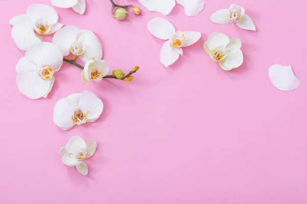 ピンク地に白い蘭の花を咲かせ — ストック写真