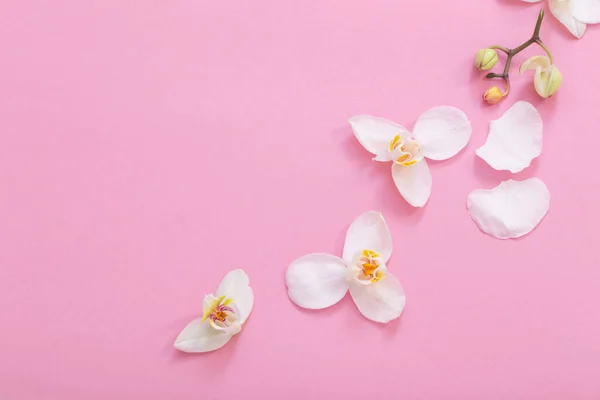Цветы Белой Орхидеи Розовом Ковре — стоковое фото