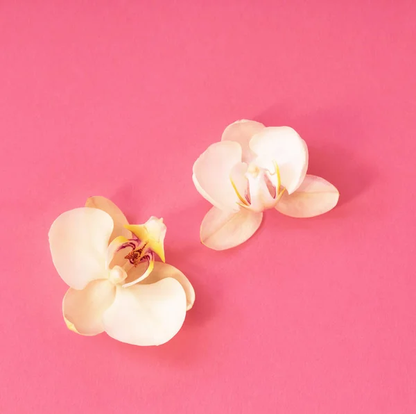 Weiße Orchideenblüten Auf Rosa Untergrund — Stockfoto