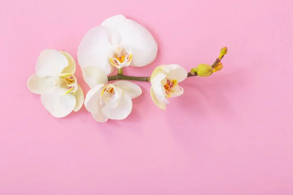 Λευκά Άνθη Ορχιδέας Ροζ Φόντο — Φωτογραφία Αρχείου