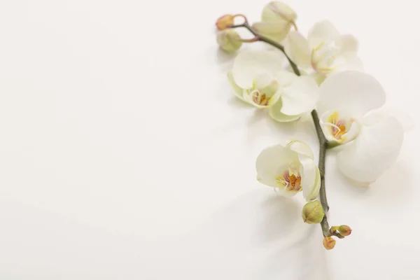 stock image white orchid flowers on white background