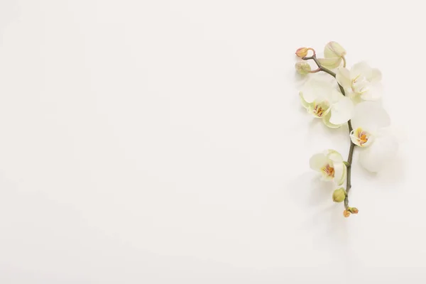 Biała Orchidea Kwiaty Białym Tle — Zdjęcie stockowe