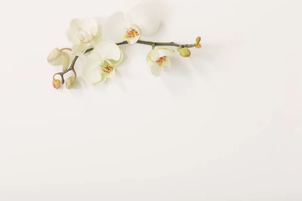 Witte Orchidee Bloemen Witte Achtergrond — Stockfoto