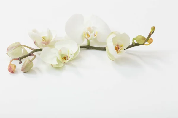 Biała Orchidea Kwiaty Białym Tle — Zdjęcie stockowe