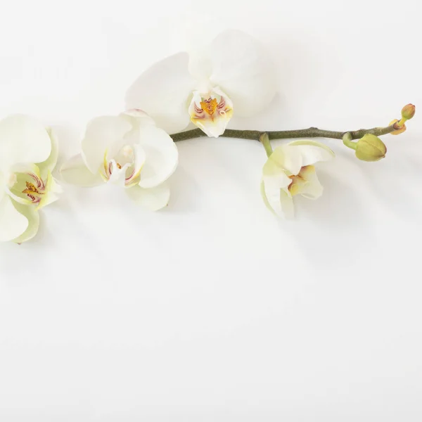 白い背景に白い蘭の花 — ストック写真