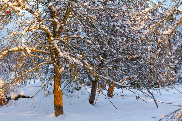 Όμορφο Χιονισμένο Χειμερινό Οπωρώνα Μήλο Στο Ηλιοβασίλεμα — Φωτογραφία Αρχείου