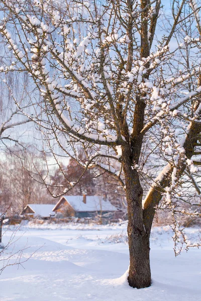 Gün Batımında Karlı Kış Kırsal Manzara — Stok fotoğraf