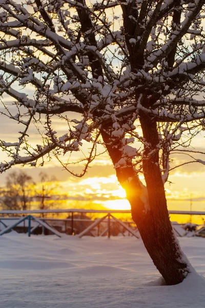 下雪的冬天乡村景观在日落时 — 图库照片