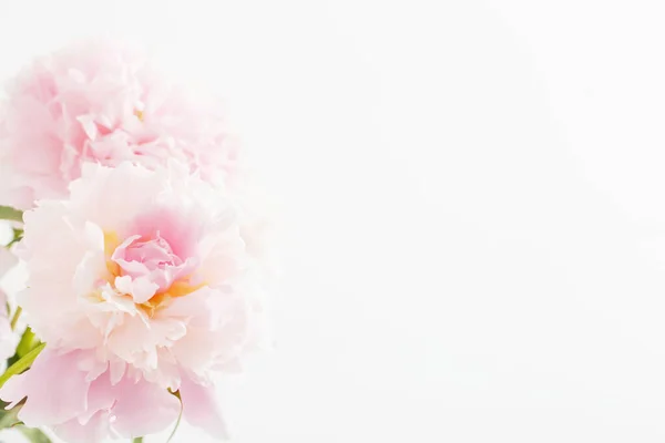Красивые Нежные Розовые Пионы Клаусом Вверх — стоковое фото