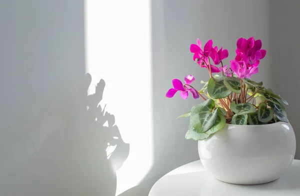 背景の白い壁の植木鉢のシクラメン — ストック写真