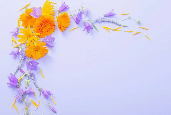 Letní Květiny Fialovém Papíře Pozadí — Stock fotografie