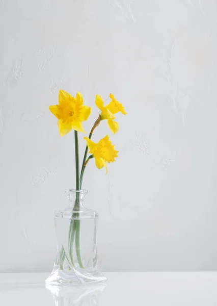 白色底色玻璃瓶中的黄色春天水仙花 — 图库照片