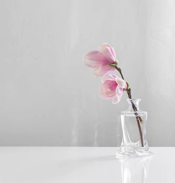 白色底色玻璃瓶中的粉红木兰花 — 图库照片