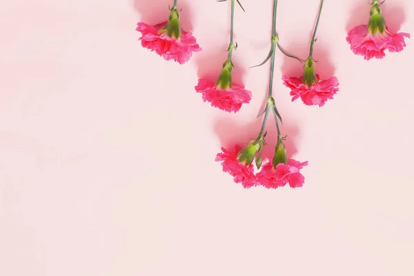 분홍색 배경의 분홍빛 카네이션 — 스톡 사진