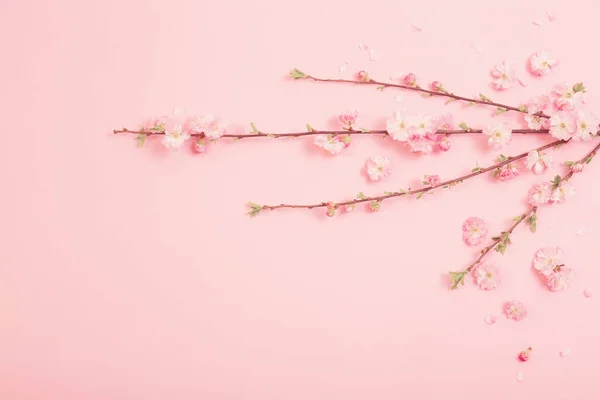 Гілки Квітучого Мигдалю Рожевому Фоні — стокове фото
