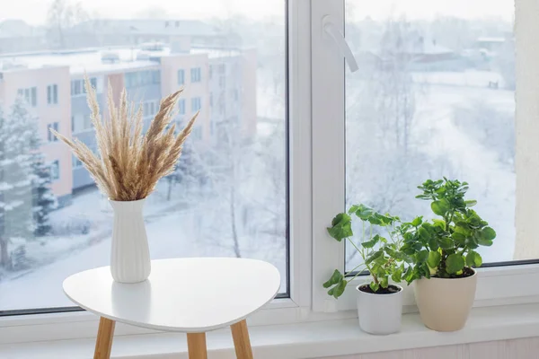 花瓶里的干切菜和窗户旁的绿房子里的植物 — 图库照片