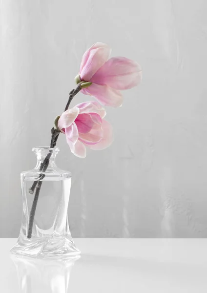 Flores Magnólia Rosa Vaso Vidro Sobre Fundo Branco — Fotografia de Stock
