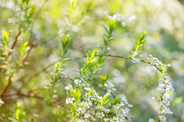 Körsbär Blommor Solljus Vår Trädgård — Stockfoto