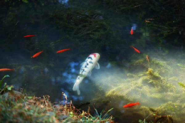 Teich Mit Goldfischen Japanischen Garten Sonnenlicht — Stockfoto