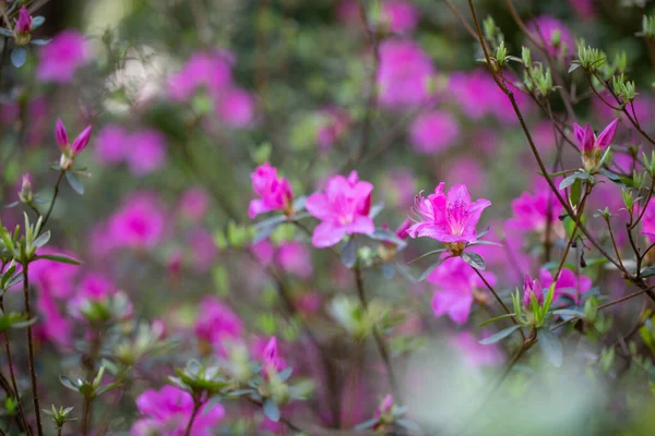 Jarní Fialové Květy Slunné Zahradě — Stock fotografie