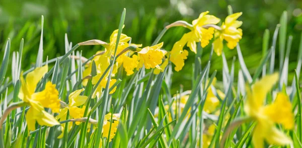 Yellow Daffodils Garden Sunlight — Stock Photo, Image