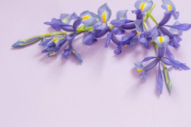 Mor kağıt arkaplanda mavi irisler